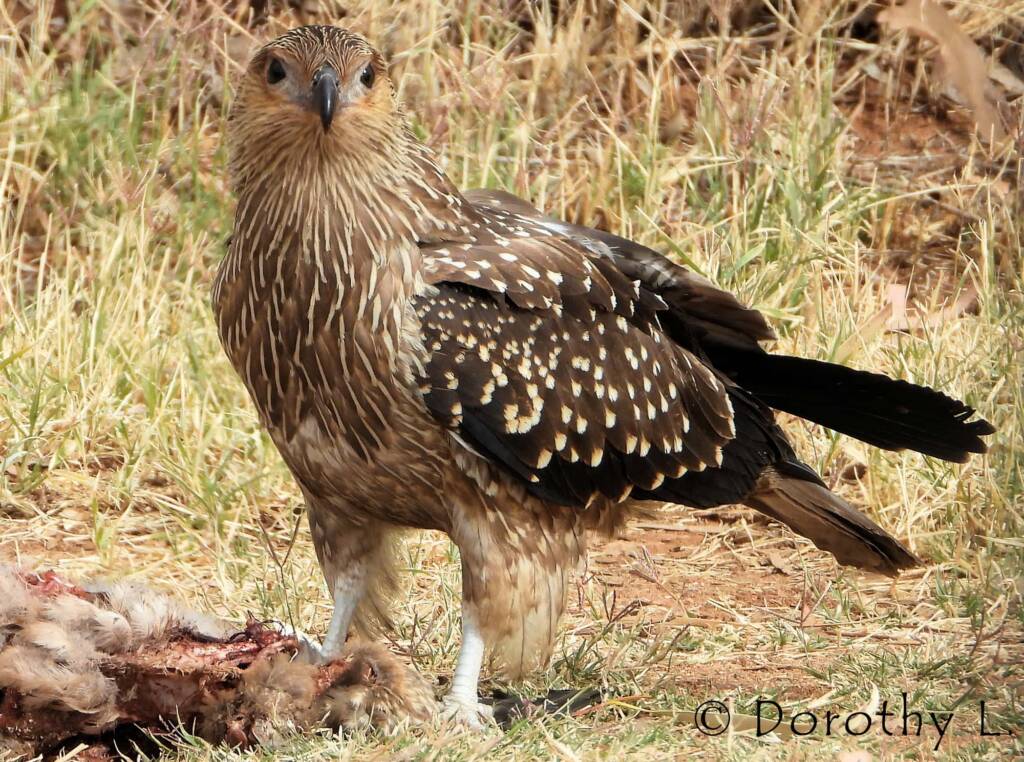 Juvenile Whistling Kite (Haliastur sphenurus) by Dorothy Latimer