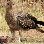 Juvenile Whistling Kite (Haliastur sphenurus) by Dorothy Latimer