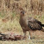 Juvenile Whistling Kite (Haliastur sphenurus) by Dorothy Latimer