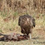 Juvenile Whistling Kite (Haliastur sphenurus) by Dorothy Latimer