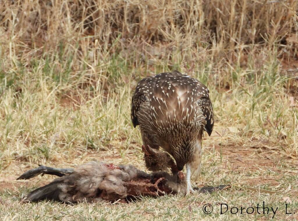 Juvenile Whistling Kite (Haliastur sphenurus) by Dorothy Latimer