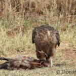 Juvenile Whistling Kite (Haliastur sphenurus) by Dorothy Latimer