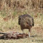 Juvenile Whistling Kite (Haliastur sphenurus) by Dorothy Latimer