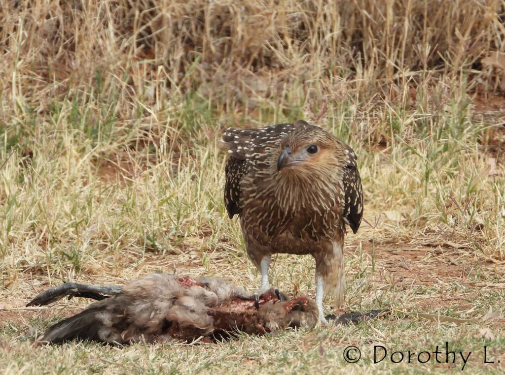 Juvenile Whistling Kite (Haliastur sphenurus) by Dorothy Latimer