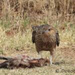 Juvenile Whistling Kite (Haliastur sphenurus) by Dorothy Latimer
