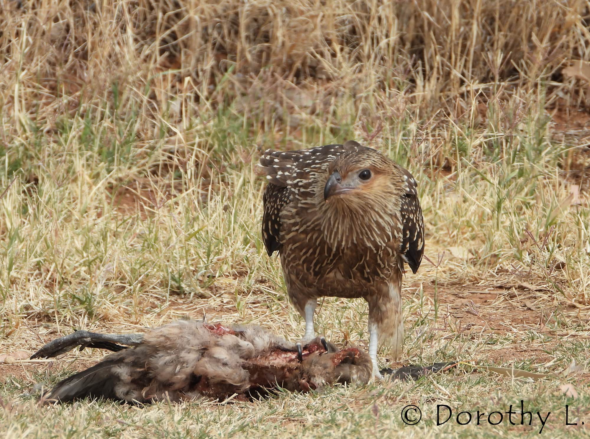 Juvenile Whistling Kite (Haliastur sphenurus) by Dorothy Latimer