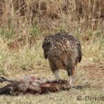 Juvenile Whistling Kite (Haliastur sphenurus) by Dorothy Latimer
