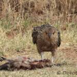 Juvenile Whistling Kite (Haliastur sphenurus) by Dorothy Latimer
