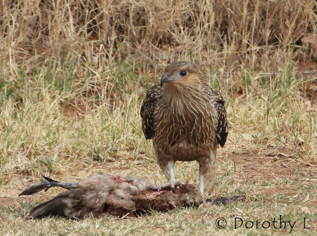 Juvenile Whistling Kite (Haliastur sphenurus) by Dorothy Latimer