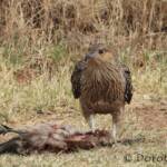 Juvenile Whistling Kite (Haliastur sphenurus) by Dorothy Latimer