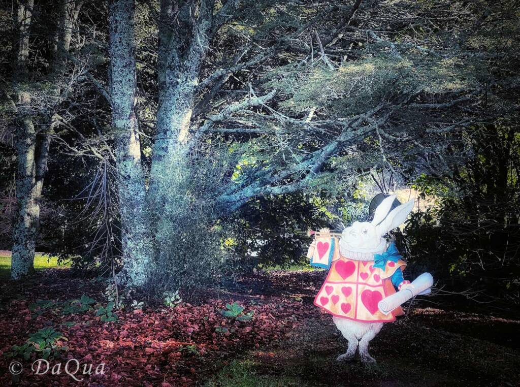 White Rabbit, Alice of Wonderland - Larnach Castle Gardens