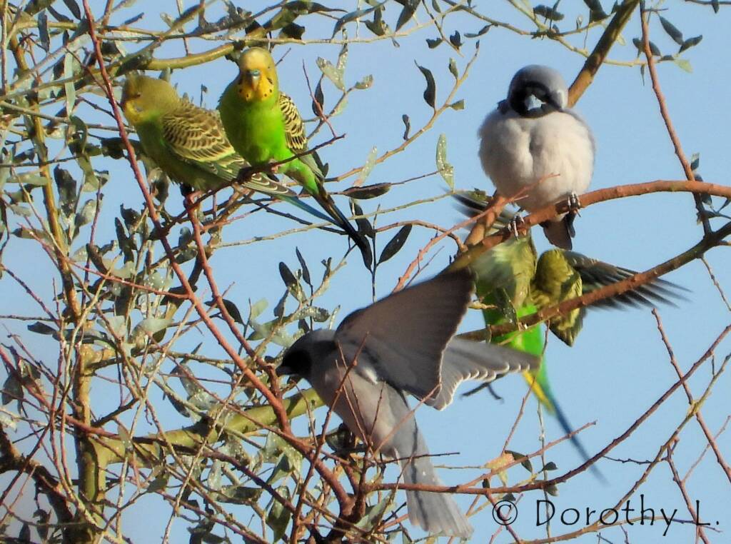 Masked Woodswallow and Budgerigars, Santa Teresa, NT