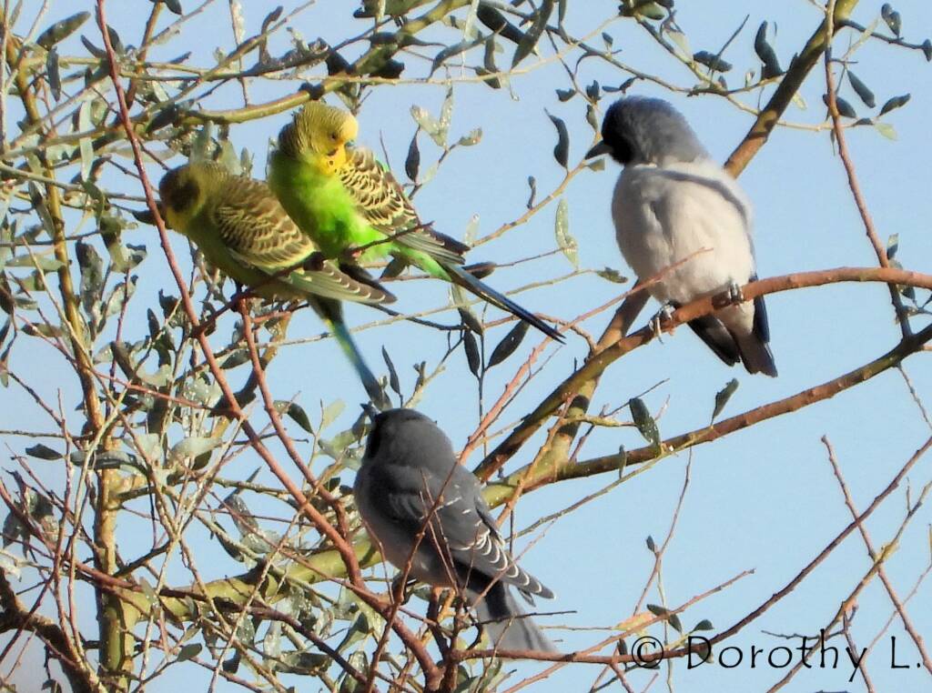 Masked Woodswallow and Budgerigars, Santa Teresa, NT