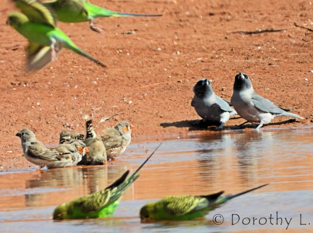 Masked Woodswallows, Zebra Finches and Budgerigars, Santa Teresa, NT