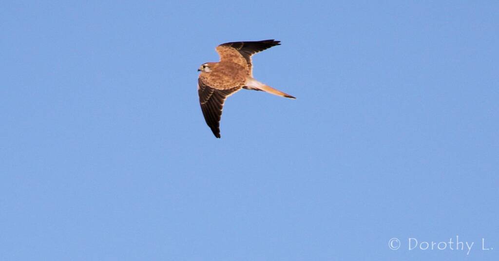 Nankeen Kestrel (Falco cenchroides)