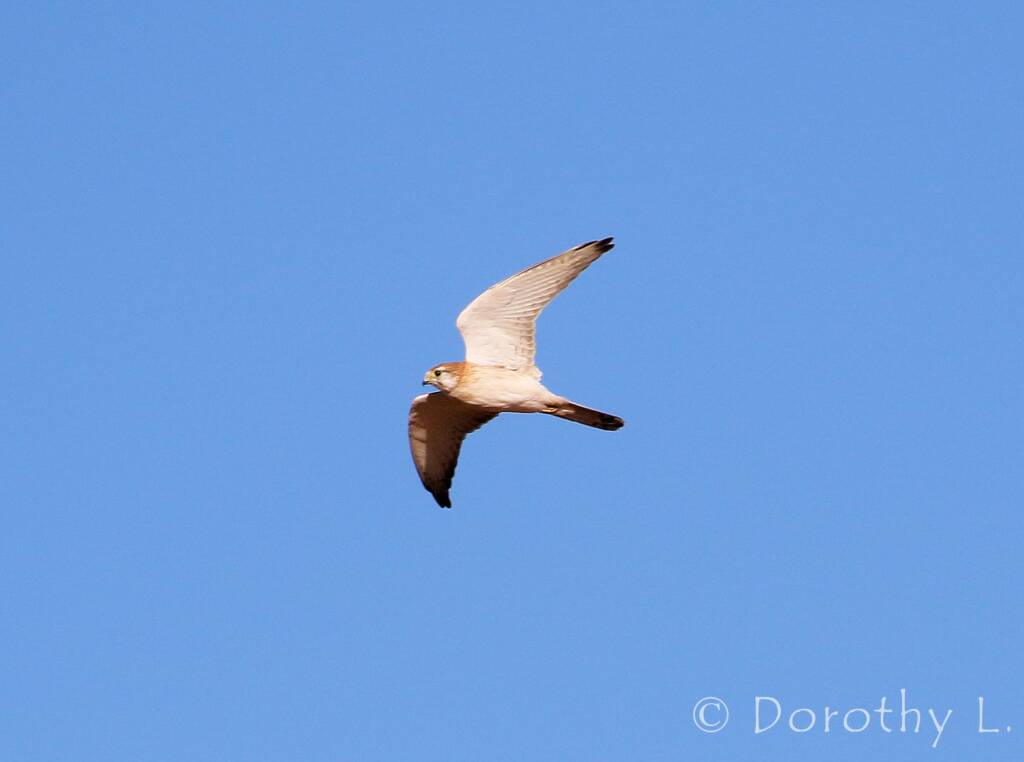 Nankeen Kestrel (Falco cenchroides)