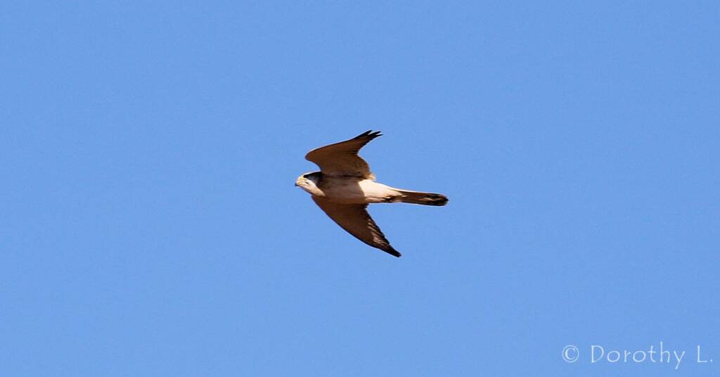 Nankeen Kestrel (Falco cenchroides)