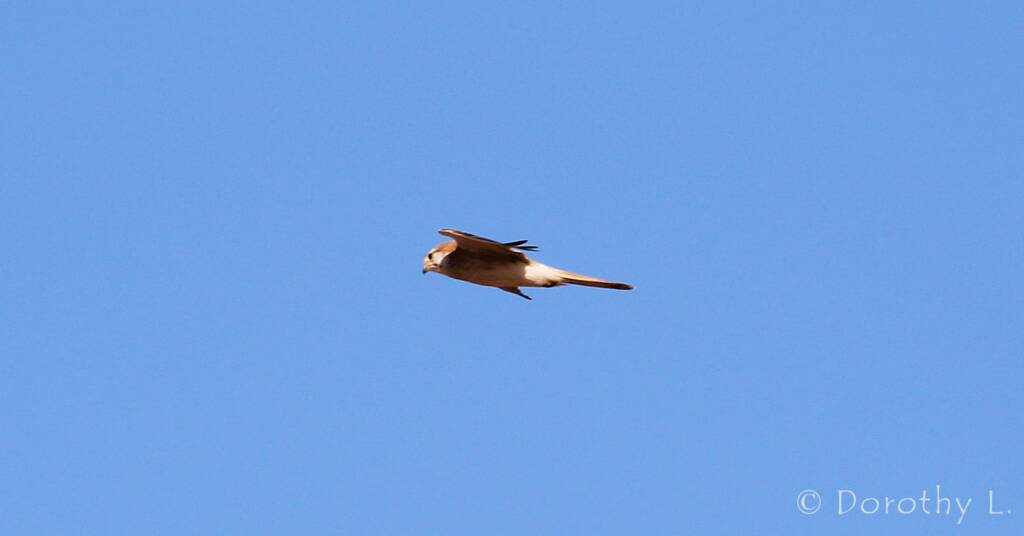 Nankeen Kestrel (Falco cenchroides)