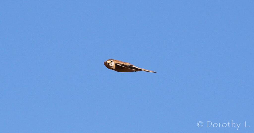 Nankeen Kestrel (Falco cenchroides)