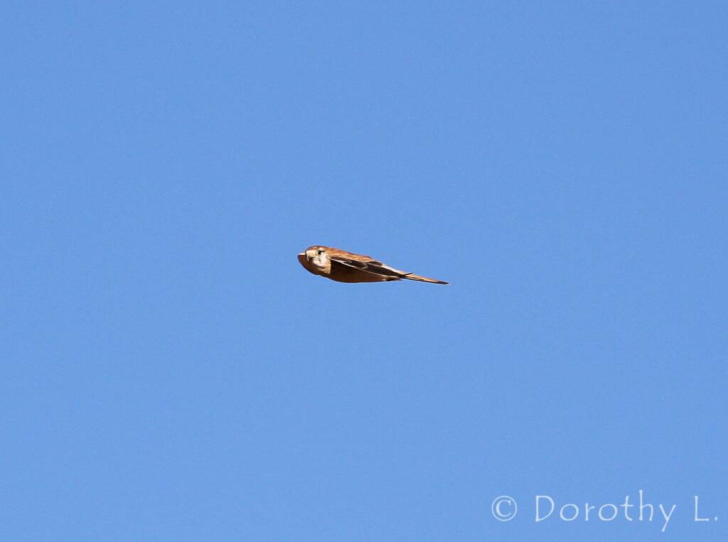 Nankeen Kestrel (Falco cenchroides)