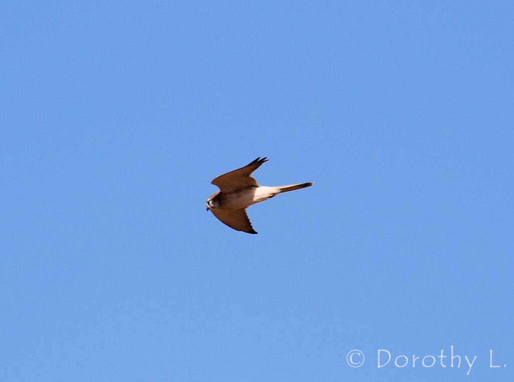 Nankeen Kestrel (Falco cenchroides)