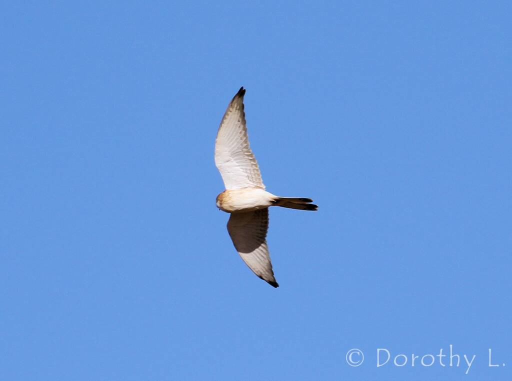 Nankeen Kestrel (Falco cenchroides)
