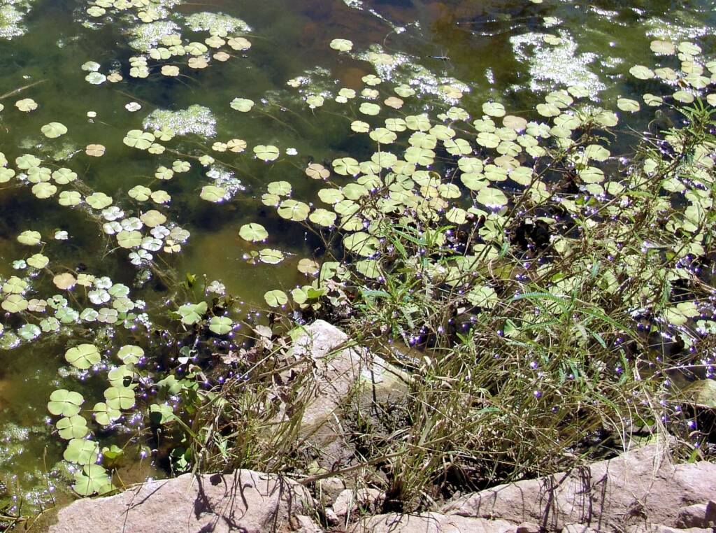 Nardoo (Marsilea drummondii), Birthday Waterhole