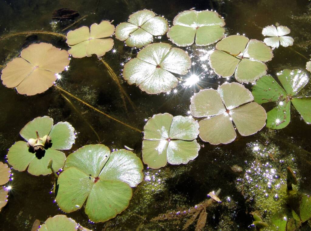 Nardoo (Marsilea drummondii), Birthday Waterhole