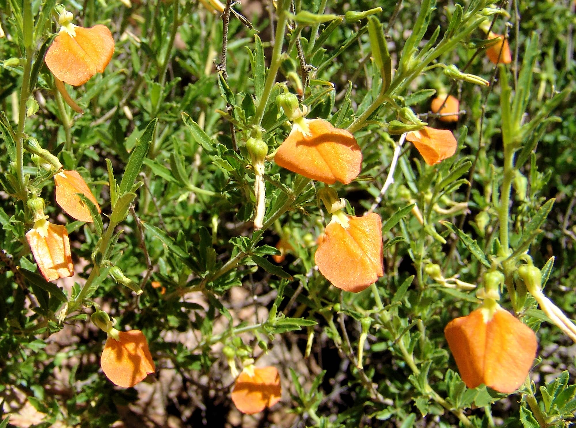 Orange Spade Flower (Hybanthus aurantiacus), Birthday Waterhole