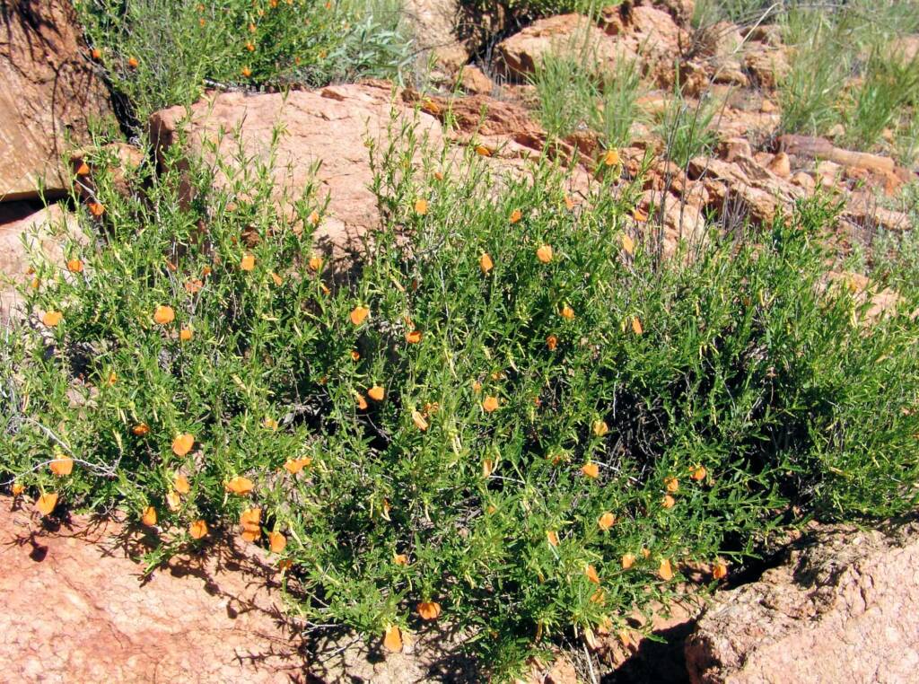 Orange Spade Flower (Hybanthus aurantiacus), Birthday Waterhole
