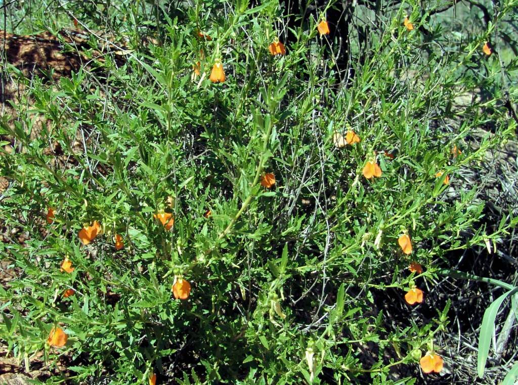 Orange Spade Flower (Hybanthus aurantiacus), Birthday Waterhole