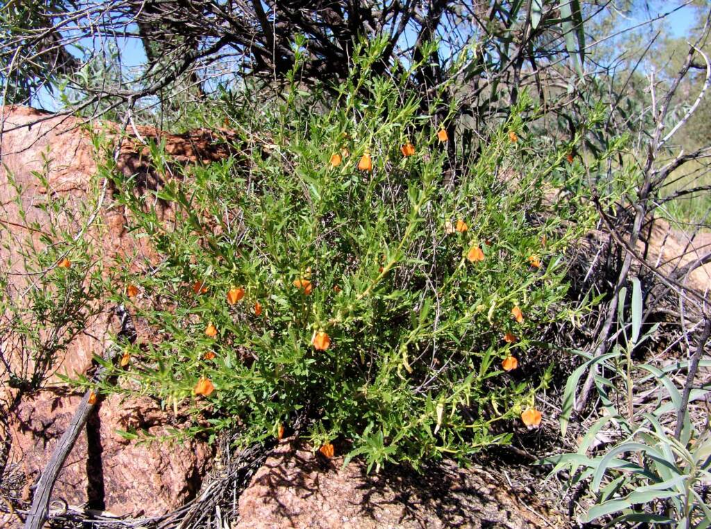 Orange Spade Flower (Hybanthus aurantiacus), Birthday Waterhole