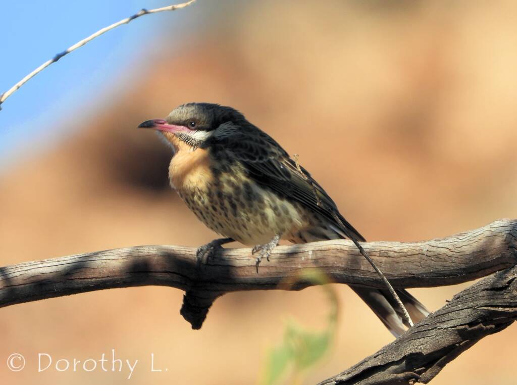 Spiny-cheeked Honeyeater (Acanthagenys rufogularis)