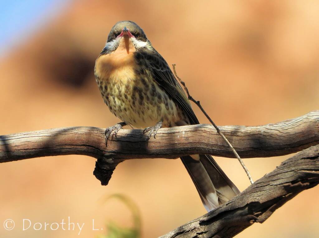 Spiny-cheeked Honeyeater (Acanthagenys rufogularis)