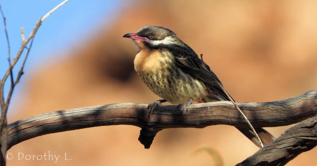 Spiny-cheeked Honeyeater (Acanthagenys rufogularis)