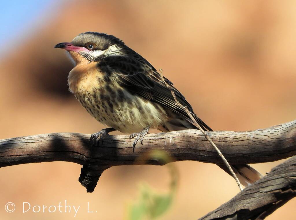 Spiny-cheeked Honeyeater (Acanthagenys rufogularis)