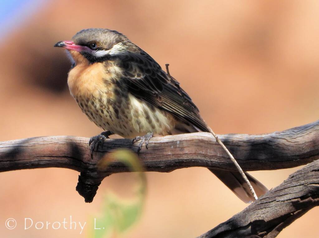 Spiny-cheeked Honeyeater (Acanthagenys rufogularis)