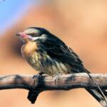 Spiny-cheeked Honeyeater (Acanthagenys rufogularis)