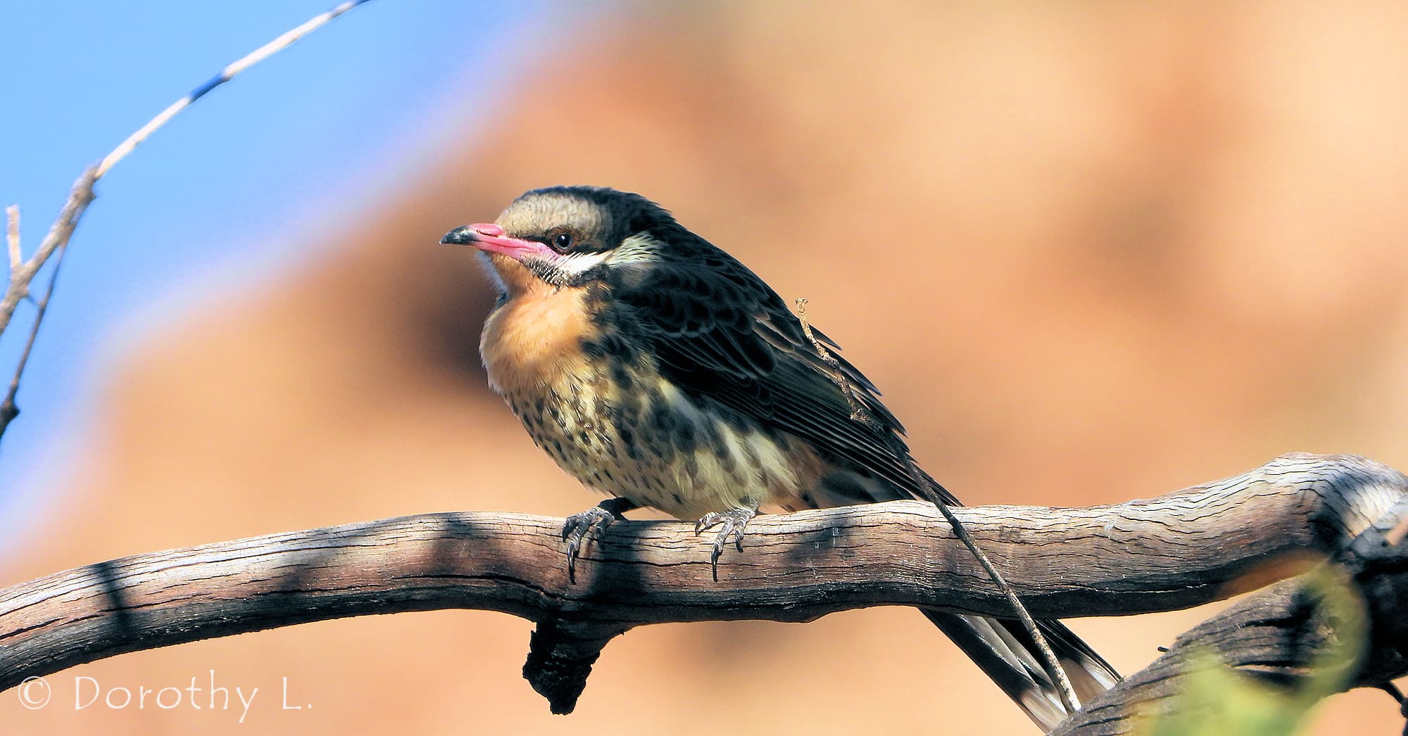 Spiny-cheeked Honeyeater (Acanthagenys rufogularis)
