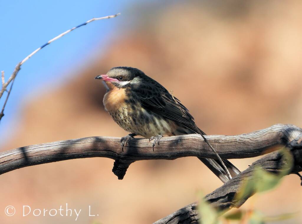 Spiny-cheeked Honeyeater (Acanthagenys rufogularis)