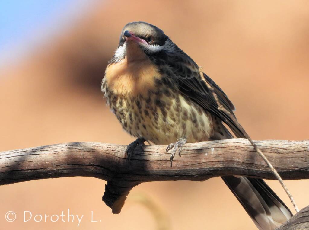 Spiny-cheeked Honeyeater (Acanthagenys rufogularis)