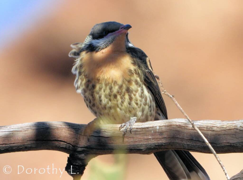 Spiny-cheeked Honeyeater (Acanthagenys rufogularis)