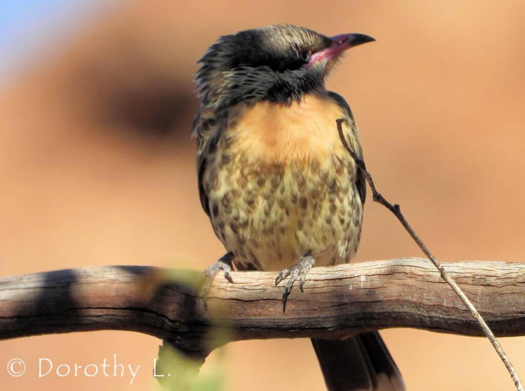 Spiny-cheeked Honeyeater (Acanthagenys rufogularis)