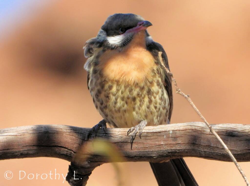 Spiny-cheeked Honeyeater (Acanthagenys rufogularis)