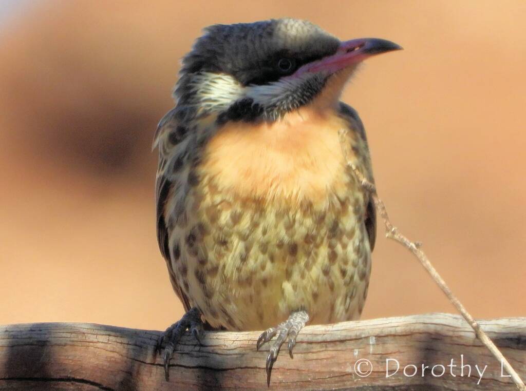 Spiny-cheeked Honeyeater (Acanthagenys rufogularis)