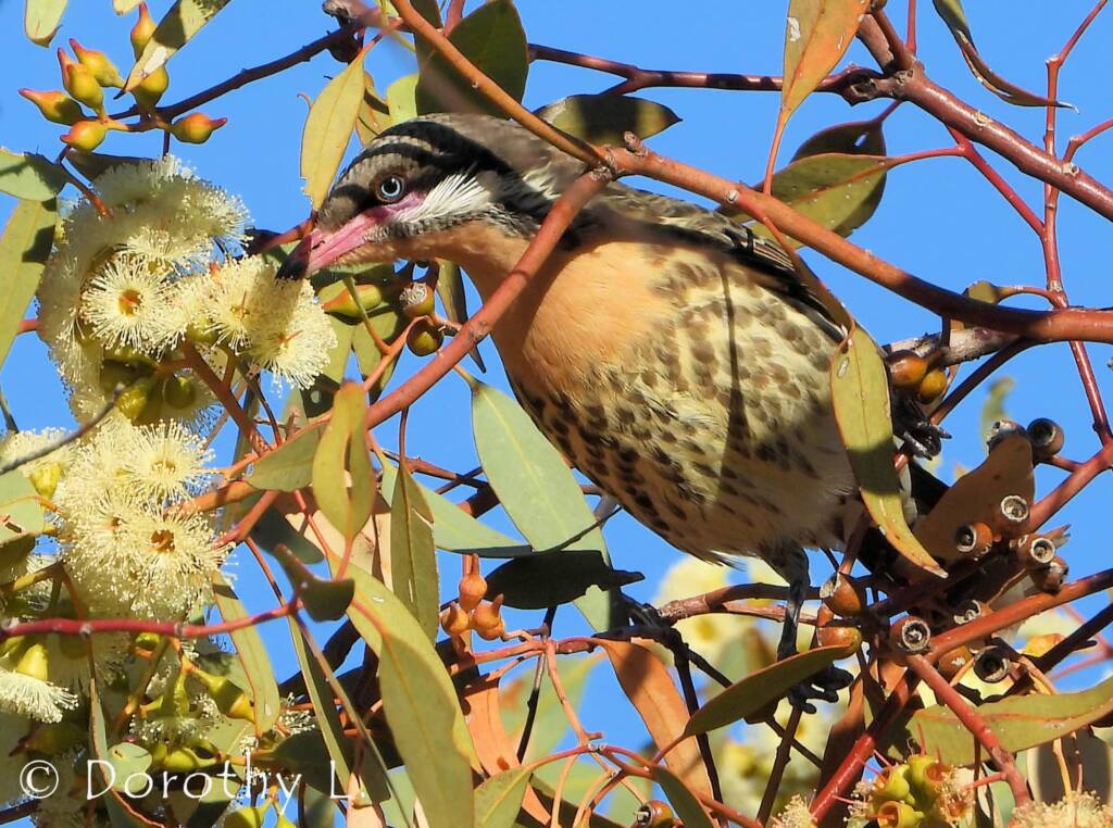 Spiny-cheeked Honeyeater (Acanthagenys rufogularis)