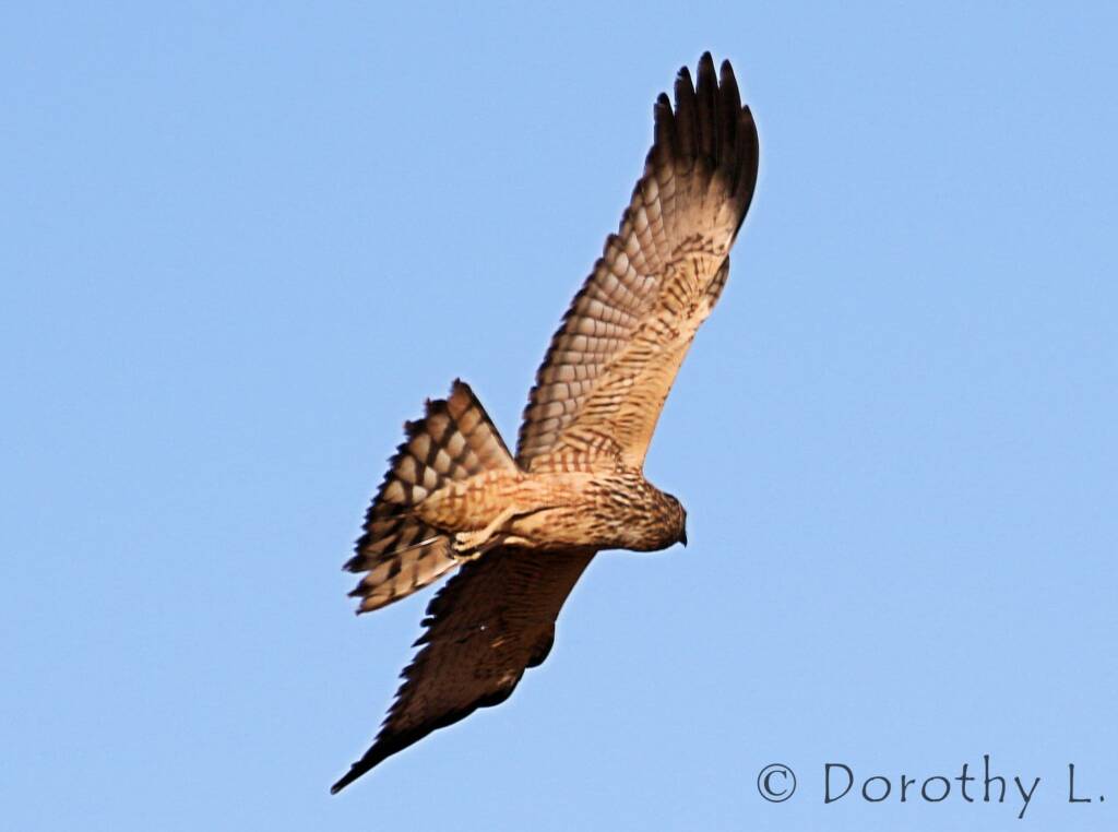 Spotted Harrier (Circus assimilis)