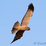 Spotted Harrier (Circus assimilis)