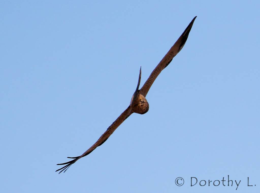 Spotted Harrier (Circus assimilis)