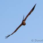 Spotted Harrier (Circus assimilis)